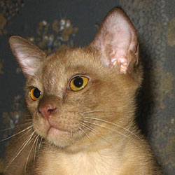 Бурманский котенок, мальчик шоколадного окраса