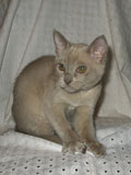 Burmese kitten
