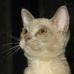 Бурманский котенок, девочка лилового окраса