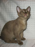 Burmese kitten