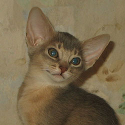 abyssinian kitten Greenville Dolce Vita