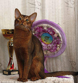 Abyssinian cat