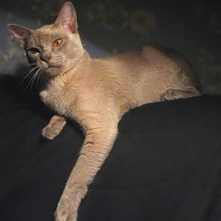 бурманская кошка Bellflower Greenville*RU