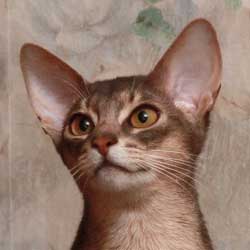 абиссинский кот Greenville Da Capo