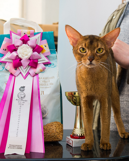 Поговорим о Кошках 24