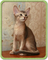 Абиссинский котенок, Greenville Golden Child, мальчик голубого окраса