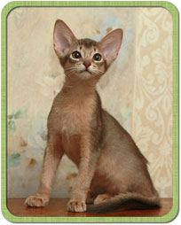 Abyssinian kitten, Greenville Golden Child