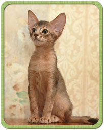 Абиссинский котенок, Greenville Greta Garbo, девочка голубого окраса