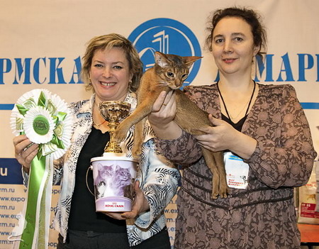 Greenville Fiona - the best kitten in Perm (TICA)